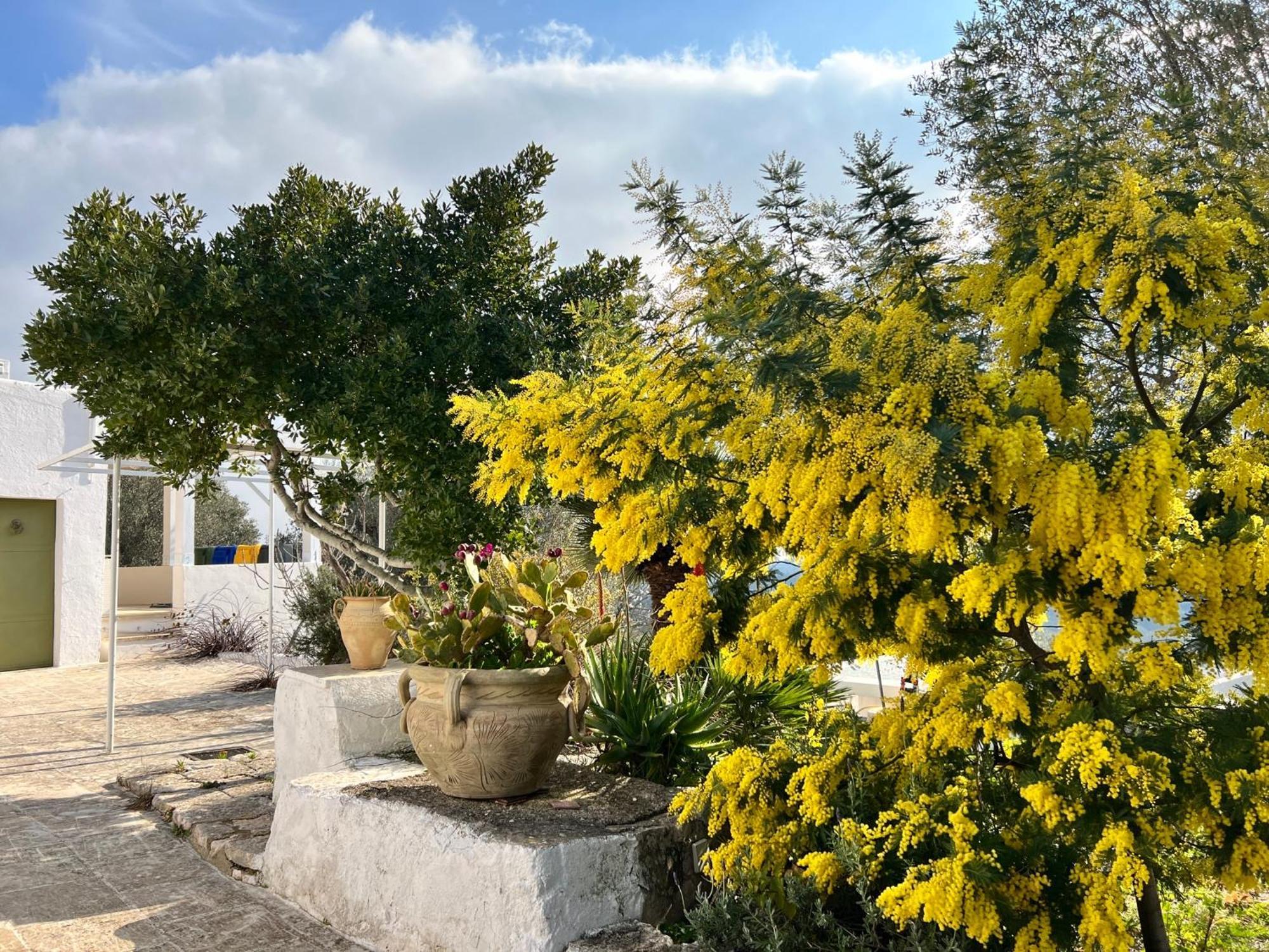 Syconium Trullo And Lamia Gea Charme And History Otel Ostuni Dış mekan fotoğraf